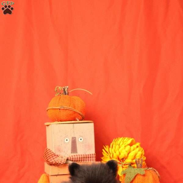 Ivan, Pomeranian Puppy